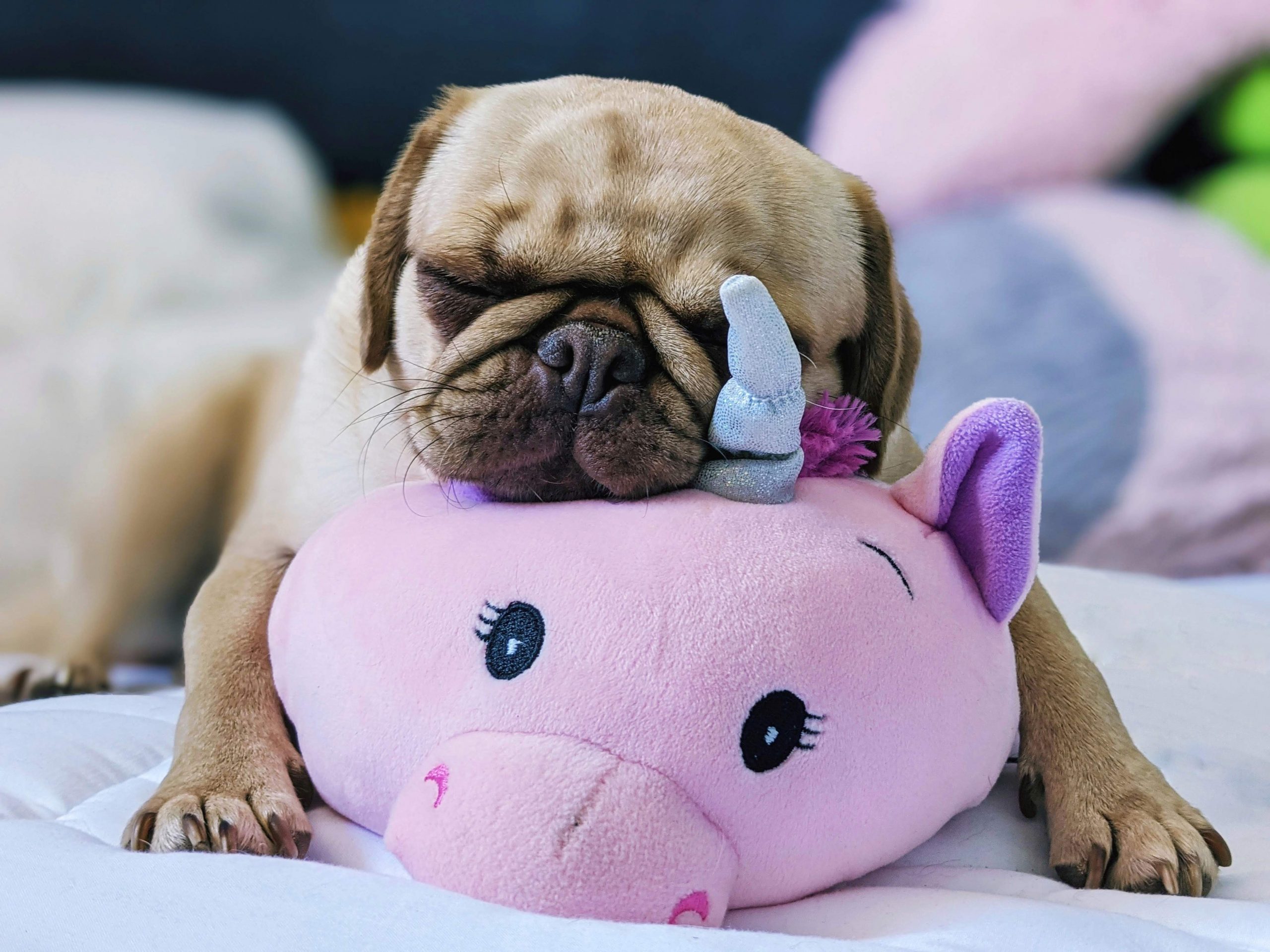 cow with bandana squishmallow